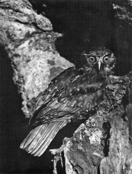Morepork - about to enter nest (date unknown)