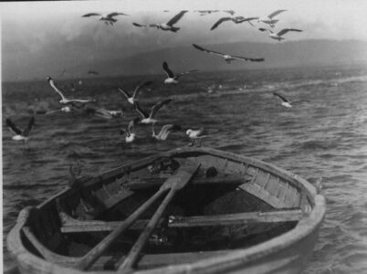 Gulls