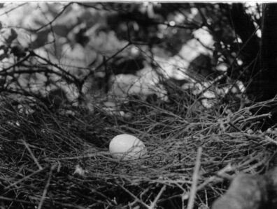 Pigeons Nest