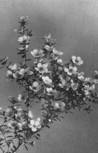 Manuka in bloom