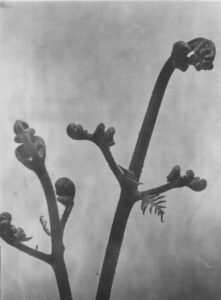 Fern fronds