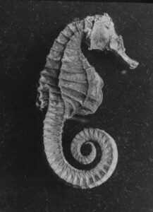 Sea Horse