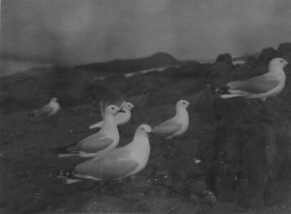 Red legged gulls