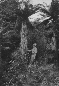 Tree fern Kapiti