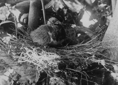 Pigeon Chick