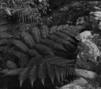 Fern Fronds