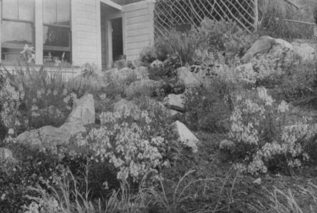 The rockery at the Kapiti homestead