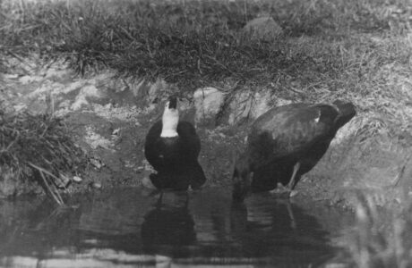 Canadian Geese