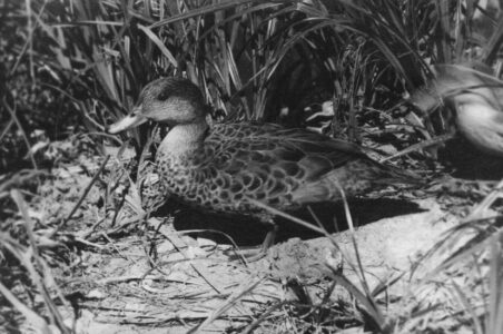 Duck
