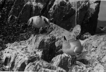 Seagull chicks await lunch