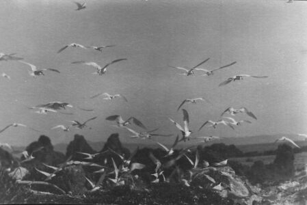 Terns