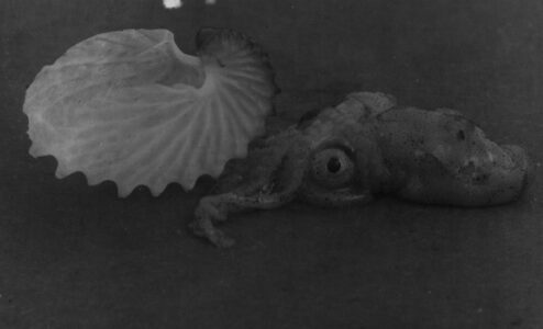 Nautilas