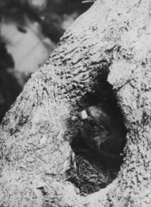 Bird in nest