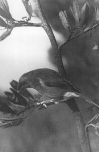 Bell Bird