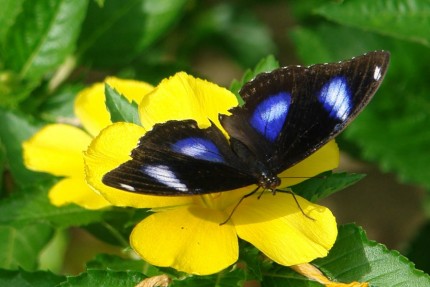 The hotel had a butterfly enclosure..