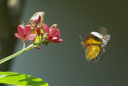 Flutterbies