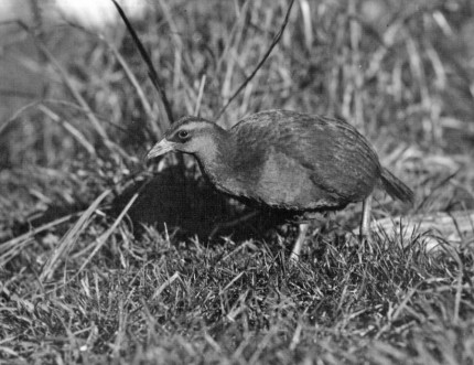 Weka (1932)