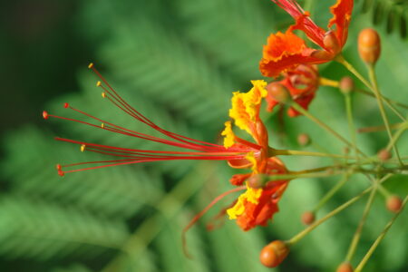 Gardens at the Sofitel Angkor Phokeethra Resort, Sein Reap, Cambodia