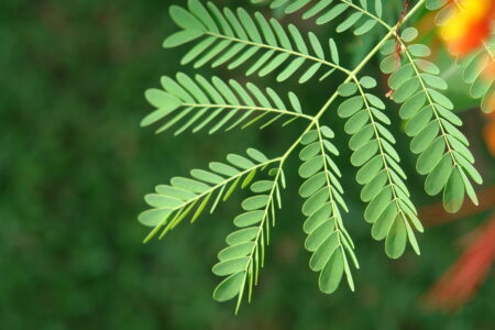 Gardens at the Sofitel Angkor Phokeethra Resort, Sein Reap, Cambodia