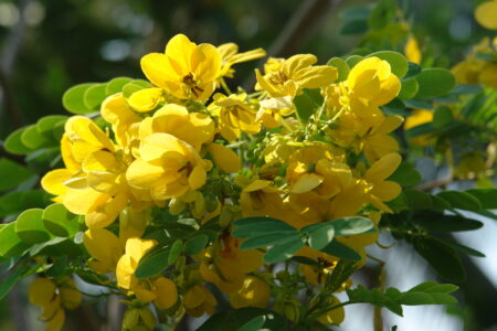 Gardens at the Sofitel Angkor Phokeethra Resort, Sein Reap, Cambodia