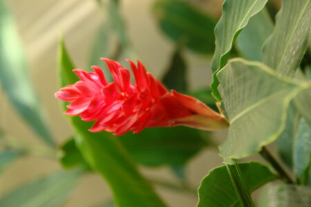 Gardens at the Sofitel Angkor Phokeethra Resort, Sein Reap, Cambodia