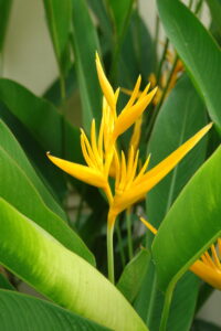 Gardens at the Sofitel Angkor Phokeethra Resort, Sein Reap, Cambodia