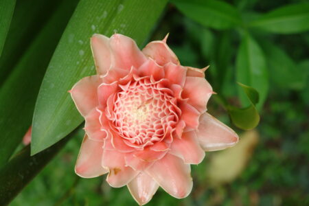 Gardens at the Sofitel Angkor Phokeethra Resort, Sein Reap, Cambodia