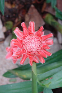 Gardens at the Sofitel Angkor Phokeethra Resort, Sein Reap, Cambodia