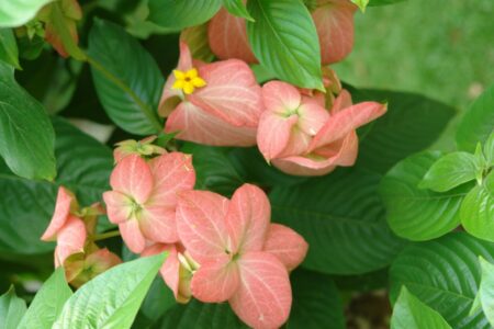 Gardens at the Sofitel Angkor Phokeethra Resort, Sein Reap, Cambodia