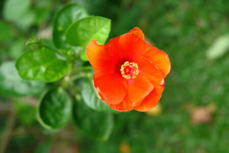 Gardens at the Sofitel Angkor Phokeethra Resort, Sein Reap, Cambodia