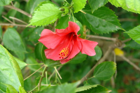 Gardens at the Sofitel Angkor Phokeethra Resort, Sein Reap, Cambodia