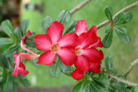 Gardens at the Sofitel Angkor Phokeethra Resort, Sein Reap, Cambodia