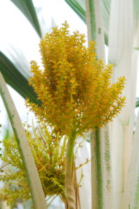 Gardens at the Sofitel Angkor Phokeethra Resort, Sein Reap, Cambodia