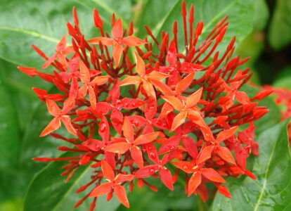 Sofitel Angkor Phokeethra Gardens