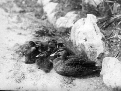 Mother duck with brood