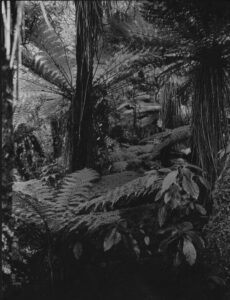 Interior of forest near summit 1935
