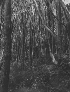 Kapiti Forest