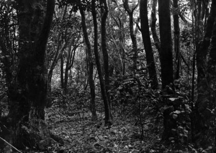 Kohekohe Forest -track to summit 2