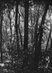 Kohekohe Forest - track to summit
