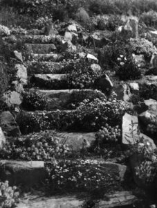 Rock Garden Kapiti Island