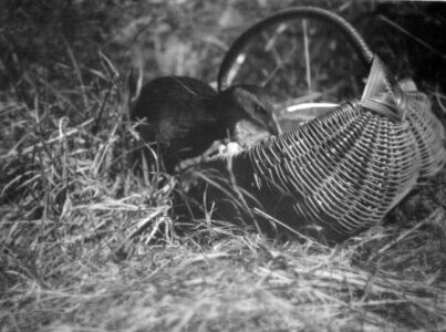 Weka looking through a basket