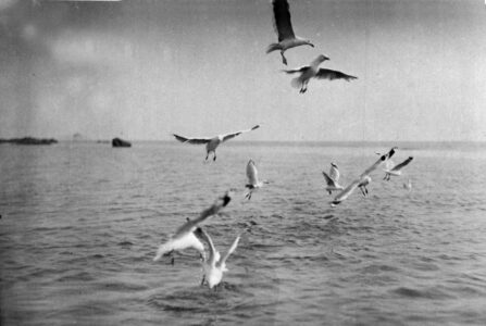 Swooping gulls