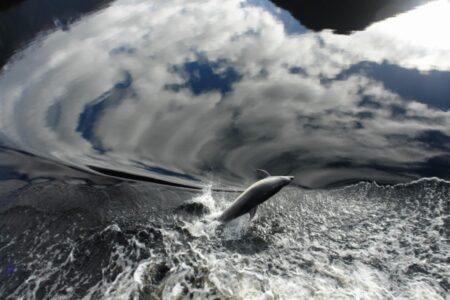 The Doubtful Sounds Dolphin - This image ( selected from a “burst” of three) won the Wildlife Photograph of the year by the New Zealand Geographic Magazine. The image has been subsequently exhibited publicly in Taiwan, Plimmerton and Auckland. More…