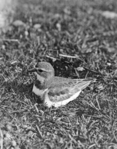 Dottrell in the grass (1932)