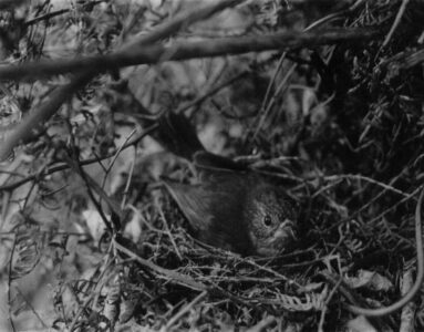 Robin on nest