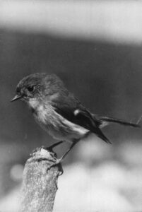 North Island Tom Tit (1932)
