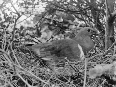 Kereru (Wood Pigeon) on nest (1932)