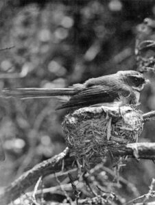 Fantail on nest (1933)