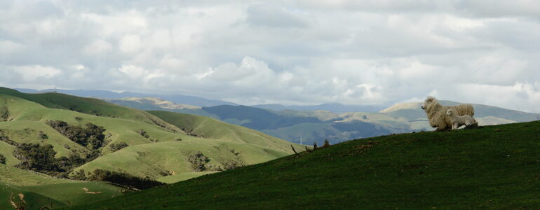 Someday son this will all be covered in houses